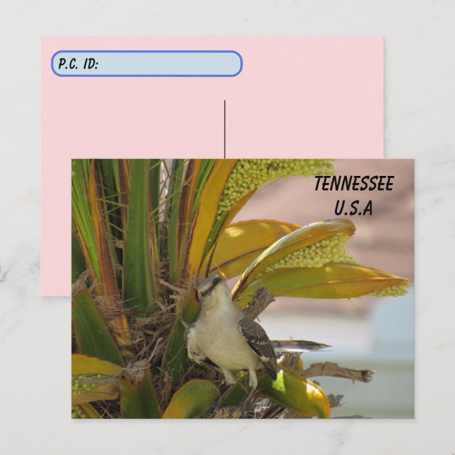 Postal Post-cross Tennessee State Bird con ID Box (Anverso / Reverso)