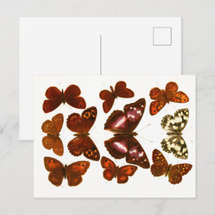 Postal Post de Esbozo Zoológico de Mariposas y Metas Vint