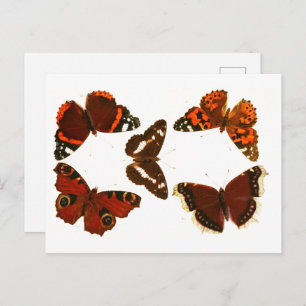 Postal Post de Esbozo Zoológico de Mariposas y Metas Vint