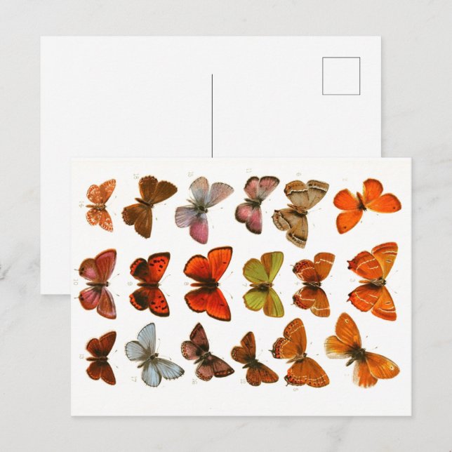 Postal Post de Esbozo Zoológico de Mariposas y Metas Vint (Anverso / Reverso)