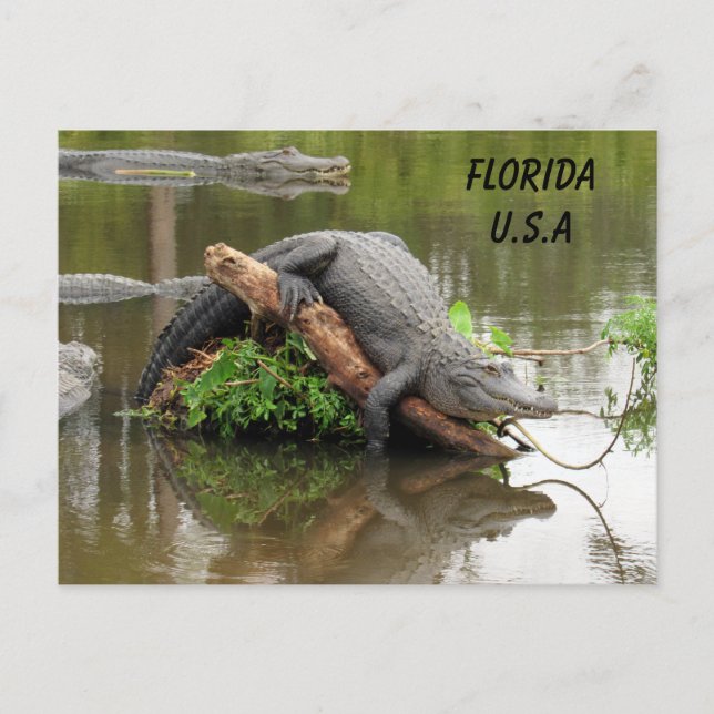 Postal Post-travesar Florida Cojador con ID Box (Anverso)