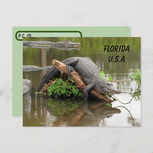 Postal Post-travesar Florida Cojador con ID Box (Anverso / Reverso)