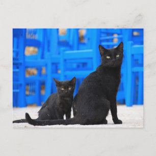 Postal Post-travesía del gato callejero del gato negro