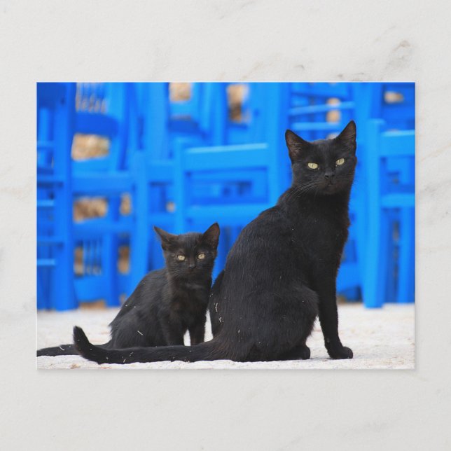Postal Post-travesía del gato callejero del gato negro (Anverso)