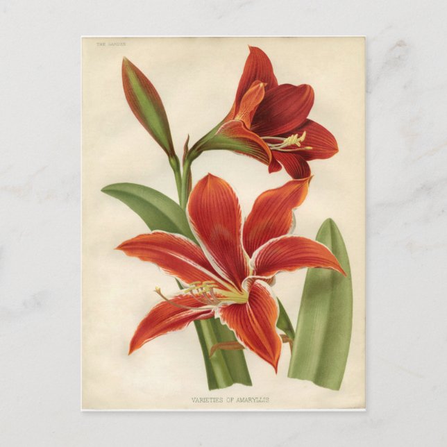 Postal Postal: Amaryllis (Anverso)