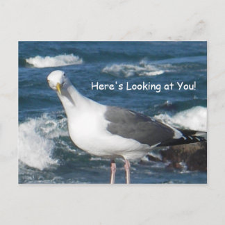 Postal Postal:  Aquí está mirándote a la gaviota