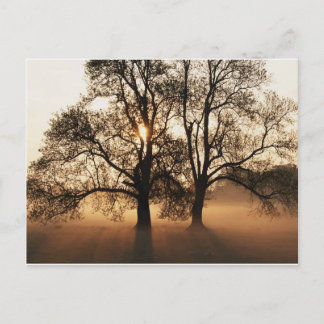 Postal Postal, árbol