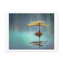 POSTAL: ÁRBOL EN UNA ISLA