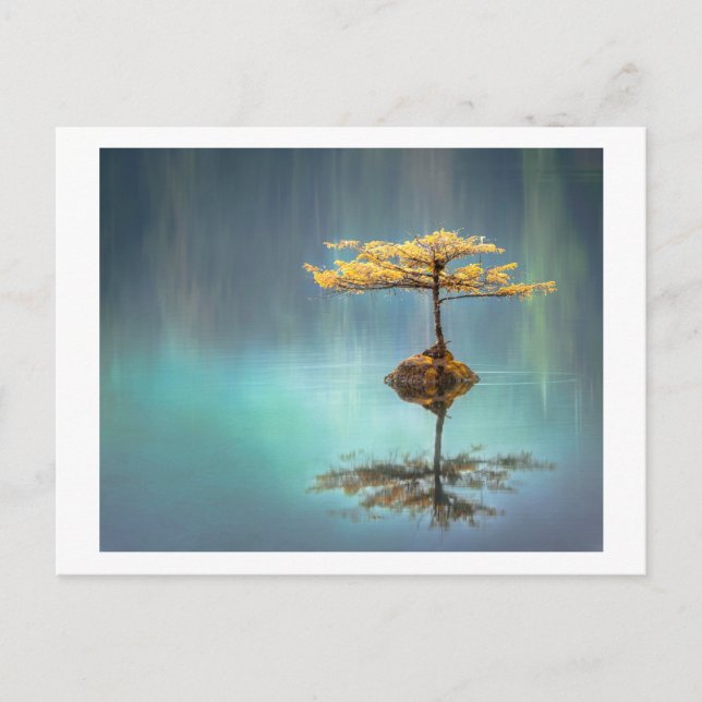 POSTAL POSTAL: ÁRBOL EN UNA ISLA (Anverso)