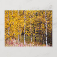 postal, árboles bircos en otoño, Alaska