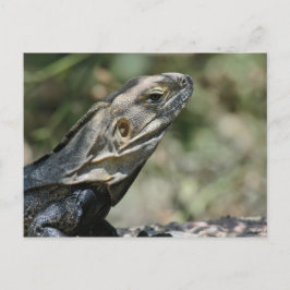 Postal Postal: Big Lizard