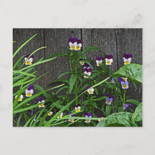 Postal postal, "BONITO PEQUEÑA VIOLAS"