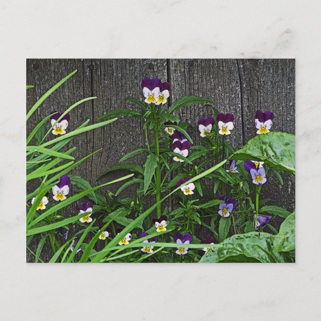 Postal postal, "BONITO PEQUEÑA VIOLAS" (Anverso)