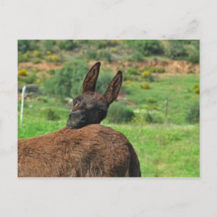 Postal Postal: Burro Feliz. Algarve Portugal