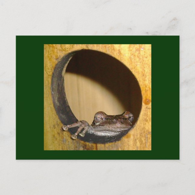 Postal Postal, Casa de la rana (Anverso)