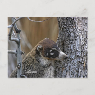 Postal Postal: Coatimundi #2