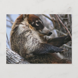 Postal Postal: Coatimundi #3