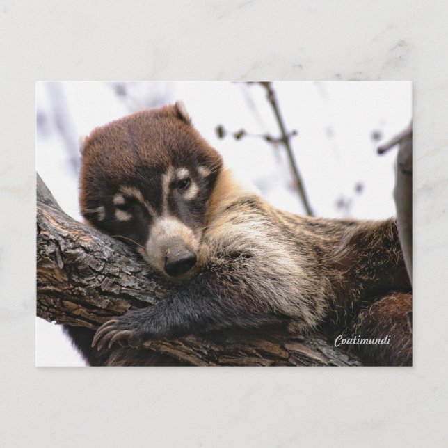 Postal Postal: Coatimundi #4 (Anverso)