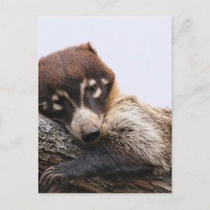 Postal Postal: Coatimundi #4 (Retrato)