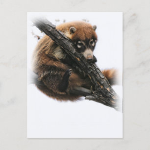 Postal Postal: Coatimundi #5 (Retrato)