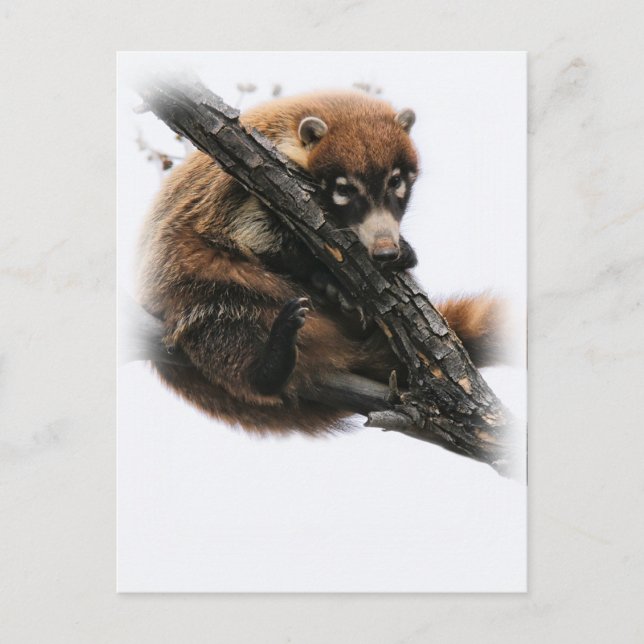 Postal Postal: Coatimundi #5 (Retrato) (Anverso)