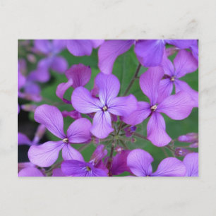 Postal Postal: Cohete Dames (Hesperis matronalis)