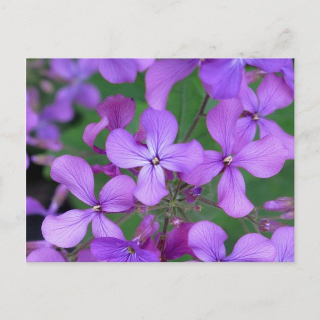 Postal Postal: Cohete Dames (Hesperis matronalis) (Anverso)
