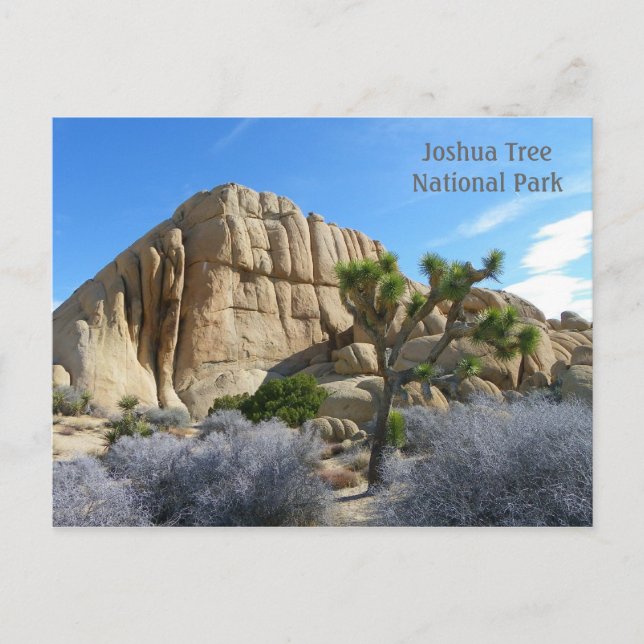 Postal ¡Postal de árbol Joshua! (Anverso)
