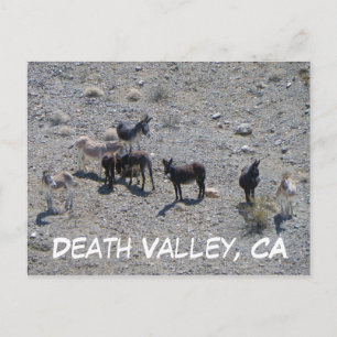 Postal ¡Postal de Donkey del Valle de la Muerte!