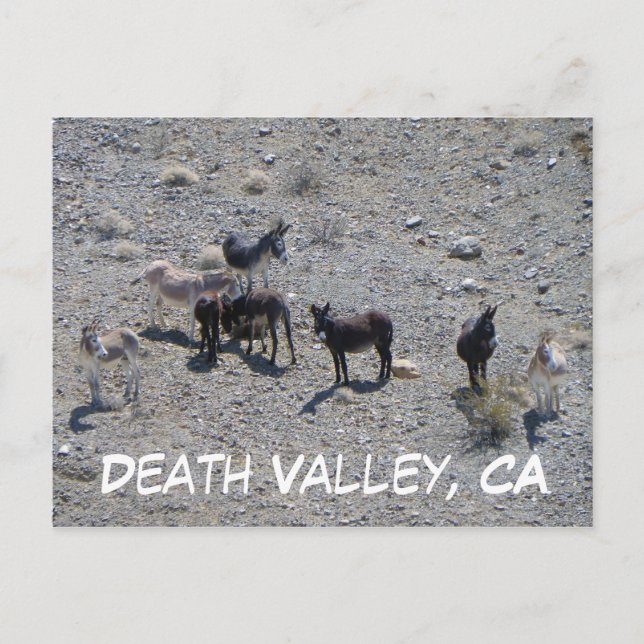 Postal ¡Postal de Donkey del Valle de la Muerte! (Anverso)