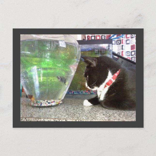 Postal "Postal de gato de pesca" (Anverso)