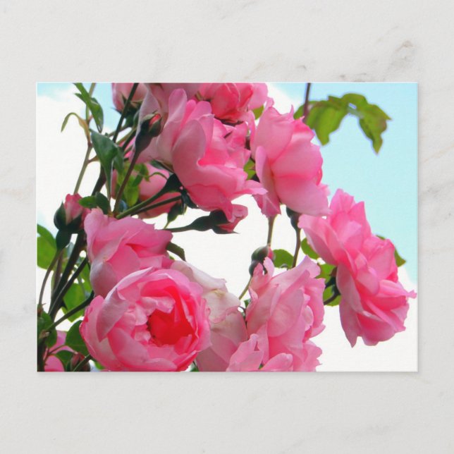 Postal "Postal de la rosaleda de Monet" (Anverso)
