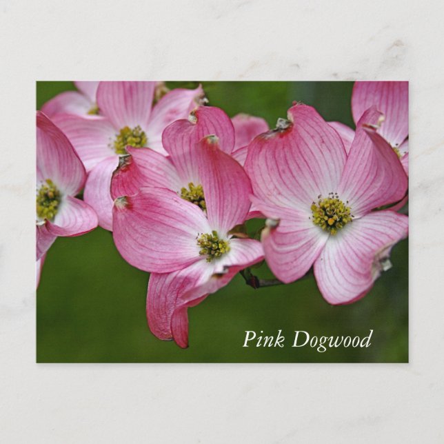 Postal Postal:  Dogwood horizontal (Anverso)