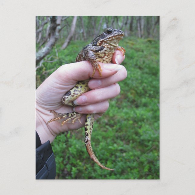 Postal ¡Postal Froggylicious! (Anverso)