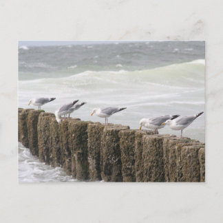 Postal Postal: Gaviotas