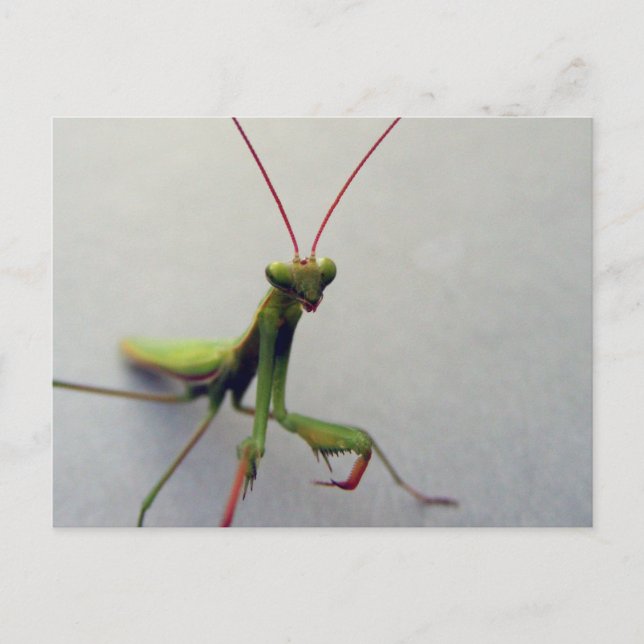 Postal Postal, Green Praying Mantis Insect Photo (Anverso)