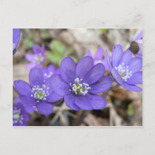 Postal Postal: Hepatica (liverleaf)