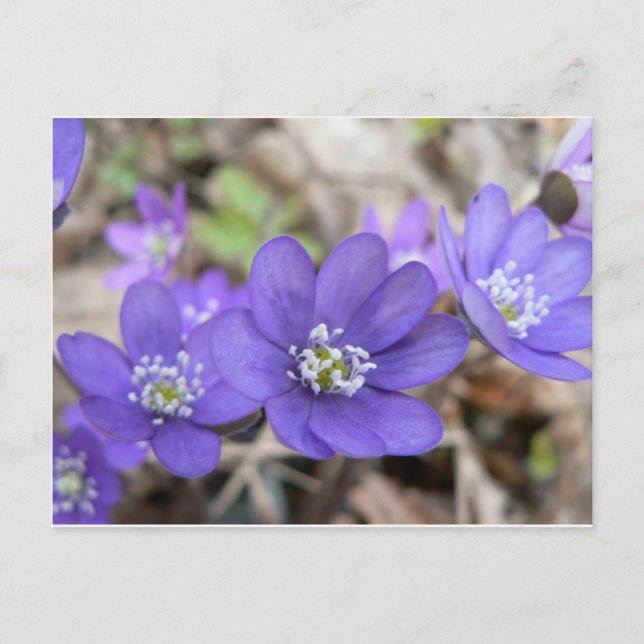 Postal Postal: Hepatica (liverleaf) (Anverso)