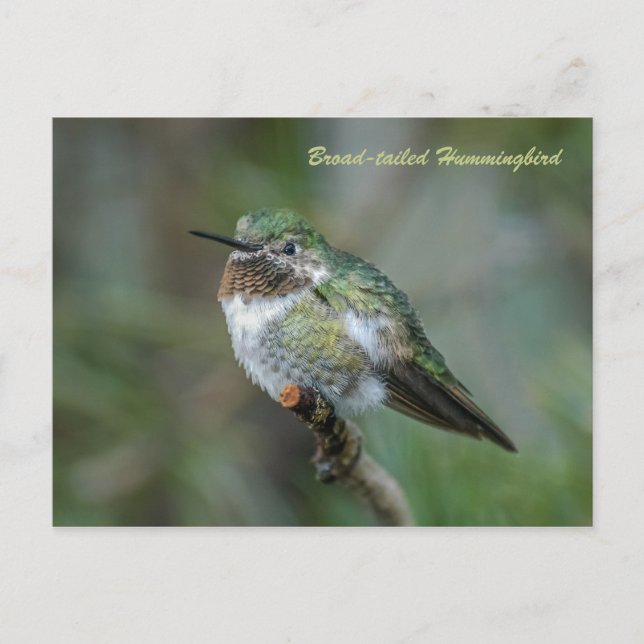 Postal Postal: Hummingbird de cola ancha (paisaje) (Anverso)