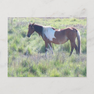 Postal Postal: Isla de Assateague, hogar del famoso Ch