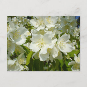 Postal Postal: Jasmine