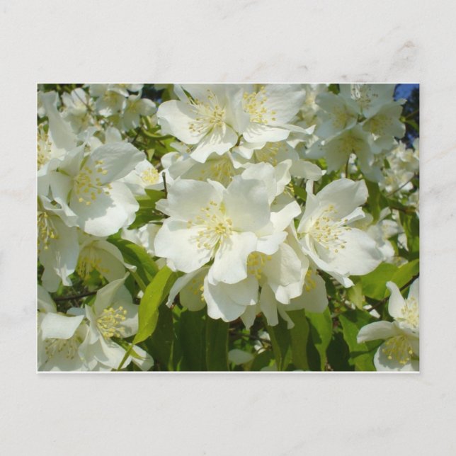 Postal Postal: Jasmine (Anverso)