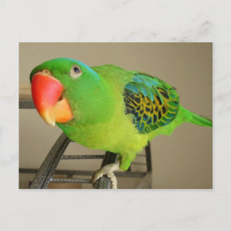 Postal Postal: Loro de nape azul filipino