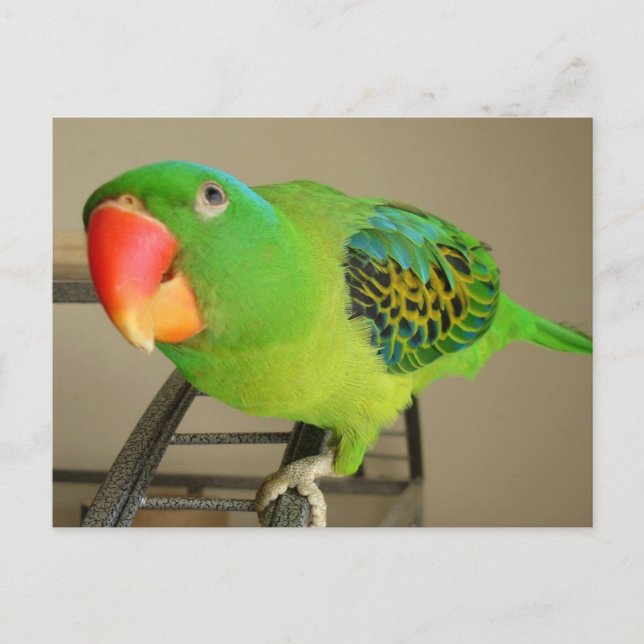 Postal Postal: Loro de nape azul filipino (Anverso)
