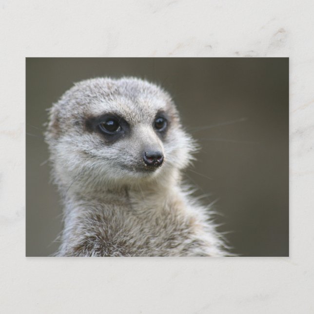 Postal Postal: Meerkat (Anverso)