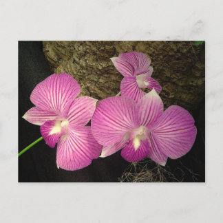 Postal Postal: Orquídeas Purple Striped