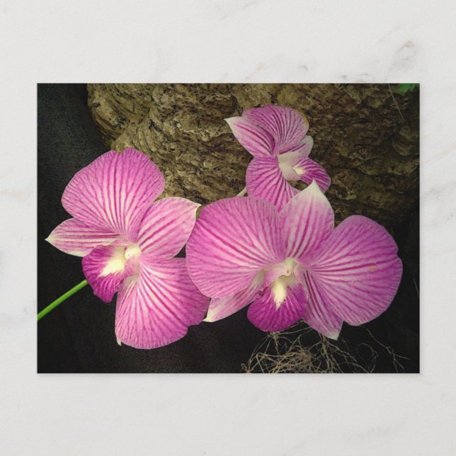 Postal Postal: Orquídeas Purple Striped (Anverso)
