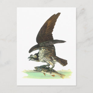 Postal Postal: Osprey - John Audubon