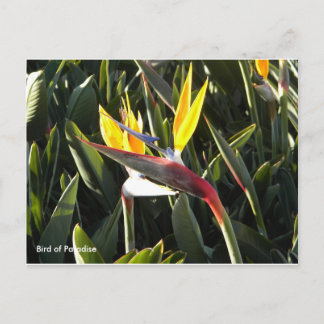 Postal Postal, pájaro del paraíso