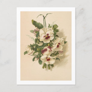 Postal Postal: Pansias blancas y moradas